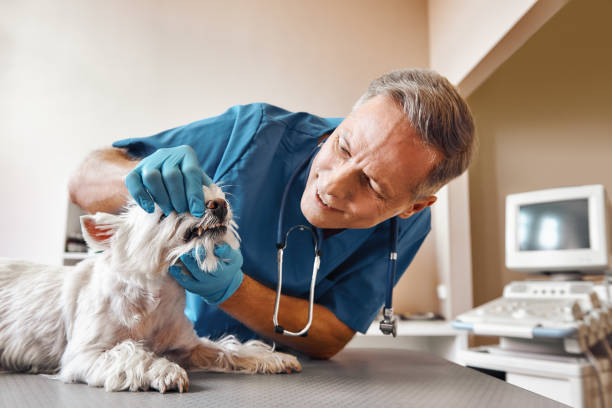  New Martinsville, WV Emergency Dentist Pros